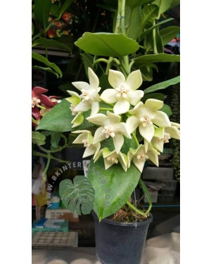 Hoya Imperialis White King