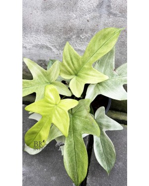 Philodendron Florida Ghost Mint 