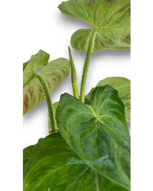 Philodendron Verrucosum 