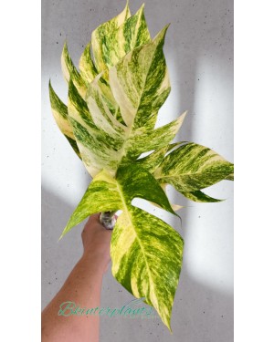 epipremnum-golden-flame-variegated-plants