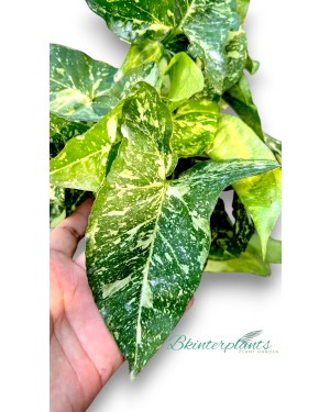 Syngonium Panda Galaxy War Variegated 