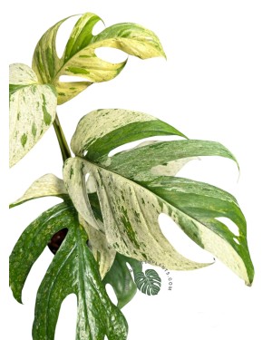 Epipremnum Pinnatum Marble Variegated Size L