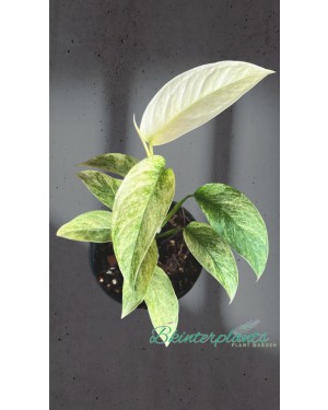 Monstera Laniata Mint Variegated Size S