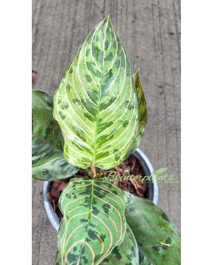 10 Plants Aglaonema Red Army 