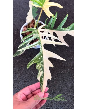 Philodendron Florida Beauty X Tortum Variegated size L
