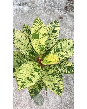 5 Plants Plumeria Unyamanee Variegated