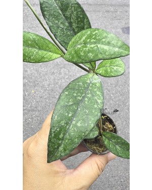 Hoya Crassipctiolata Splash 