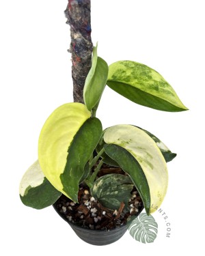 Scindapsus Jade Satin Variegated Size L