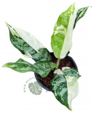 Aglaonema Commutatum Manila Variegated