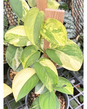 Scindapsus Jade Satin Variegated size S