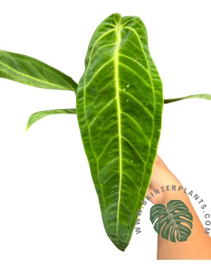 5 Plants Anthurium Warocqueanum (Queen)