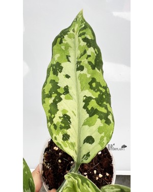 Aglaonema Pictum Tricolor Hybrid