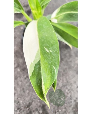 Philodendron Wend Imbe Variegated
