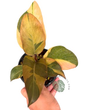 Philodendron Black Cadinal Variegated Size M