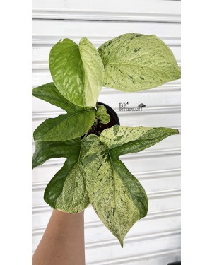 Amydrium medium variegated 