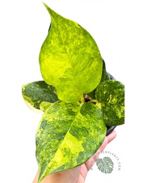 Aglaonema Khanmark Variegated 