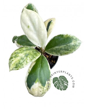 Hoya Incrassata Albo Marginata