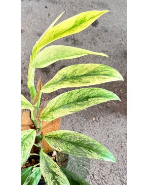 Rhaphidophora Elliptica Variegated 
