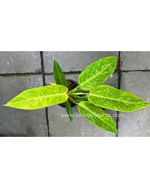 Philodendron Calkins Gold
