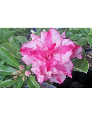 Adenium " Double Pink Sweet " 
