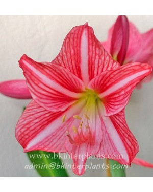 Amaryllidaceae " Reticulatum sp. "