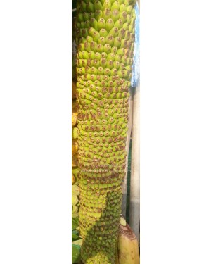 Musa Banana " Chiliocarpa Back."