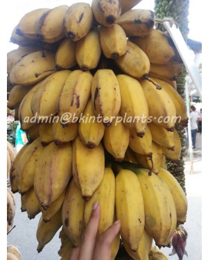Musa Banana " KLUAI Nam Wa Giant "