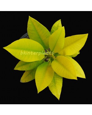 Plumeria " Golden Leaf Vol.1 "