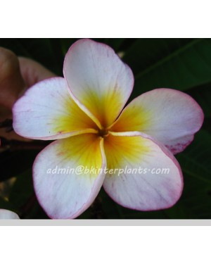 Plumeria "Honey Star"