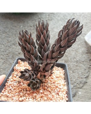 Haworthia Coarctata Variegata Chalwini