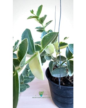 Trailing Vines of Hoya cumingiana Albomarginata