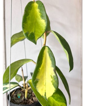 Hoya Diversifolia Inner Variegated