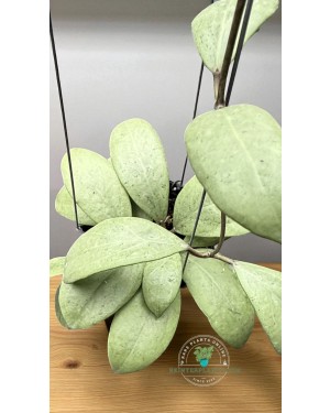 Hoya Erythrostema Silver – 4 Inch Pot Front View