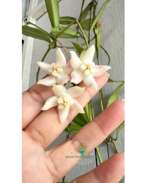 Hoya Griffithii – Vining Habit with Support Showing Full Plant Form