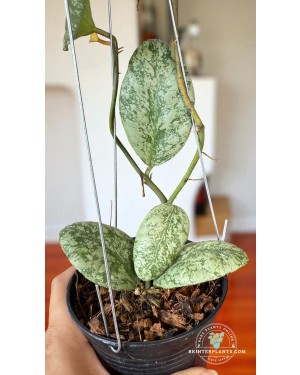 Rare collector’s Hoya vaymaniae Cloudy Sky Variegated with strong roots and vibrant variegation