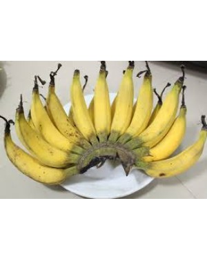 Musa " Kluai Leb Mu Nang " 