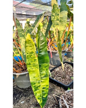 Billietiae Philodendron Billietiae Variegated 3 Leaf
