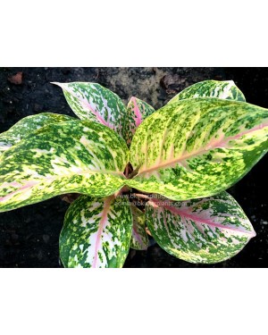 Aglaonema Pink Tiger