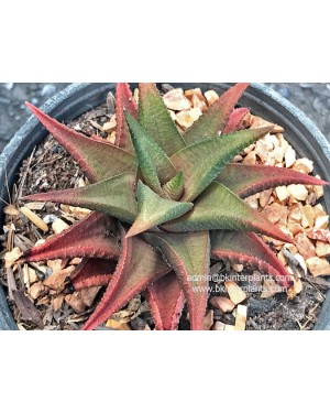 Haworthia Fire Red
