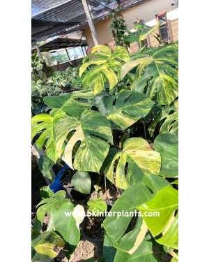 10 Plants Monstera Aurea 3 Color Variegated