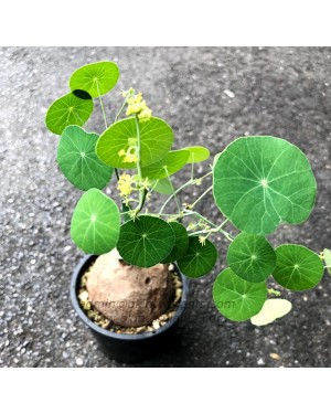 1 Bulb Stephania Erecta Craib 