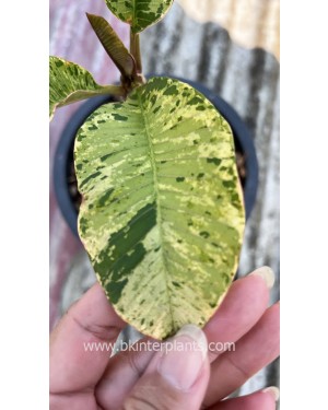 Plumeria Tiger Variegated 