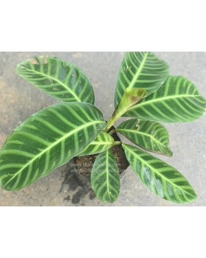 Calathea Zebrina Lindi