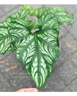 Cercestis Mirabilis