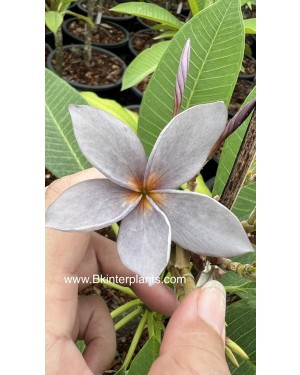 Plumeria " Blue Jean Violet "