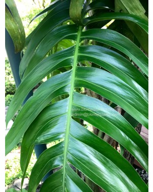 Epipremnum Pinnatum