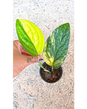 Monstera Karstenianum Variegated Size S