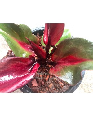 Rare Hybrid Variegated Philodendron