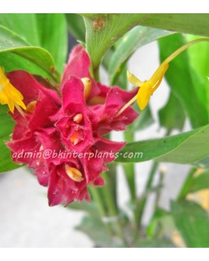 3 Corms " Red Globba "