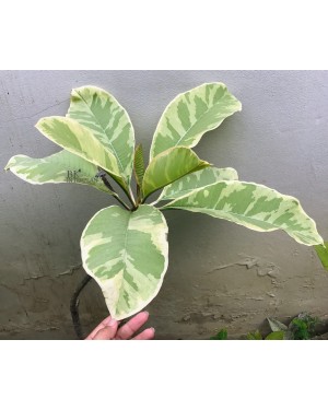 Plumeria Silver Golden Variegated